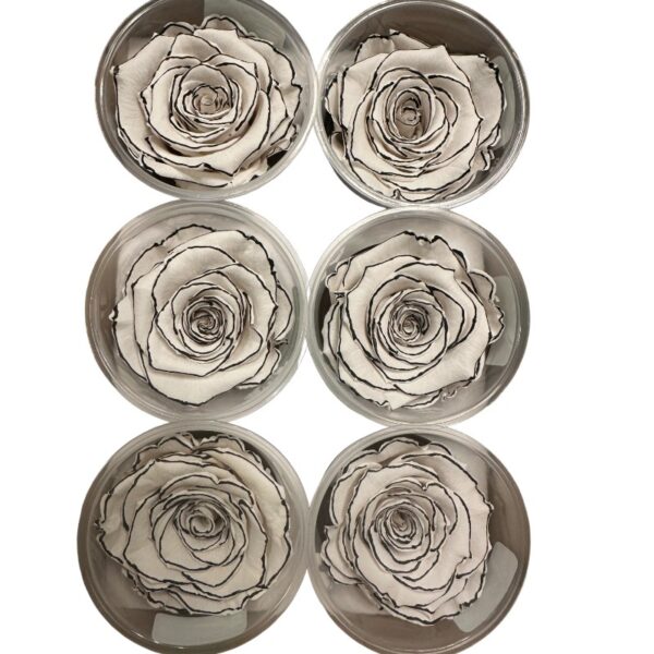Preserved roses zebra white/black - Image 2