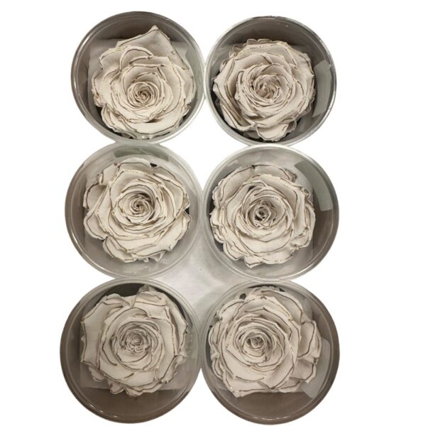 Preserved roses zebra white/gold - Image 2
