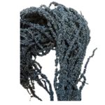 Preserved blue Amaranthus