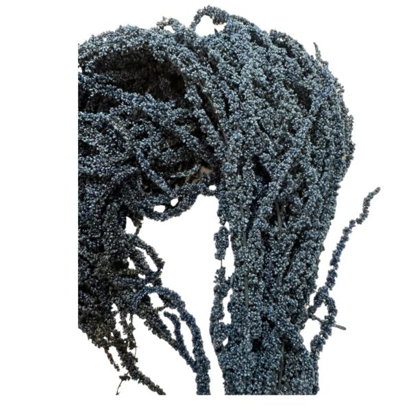Preserved blue Amaranthus
