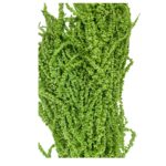 Preserved green Amaranthus