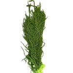 Preserved green Amaranthus - Image 2