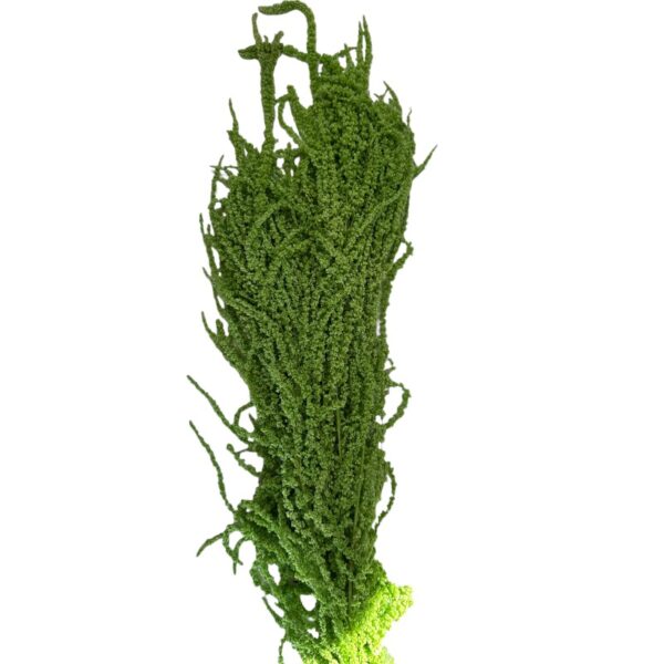 Preserved green Amaranthus - Image 2