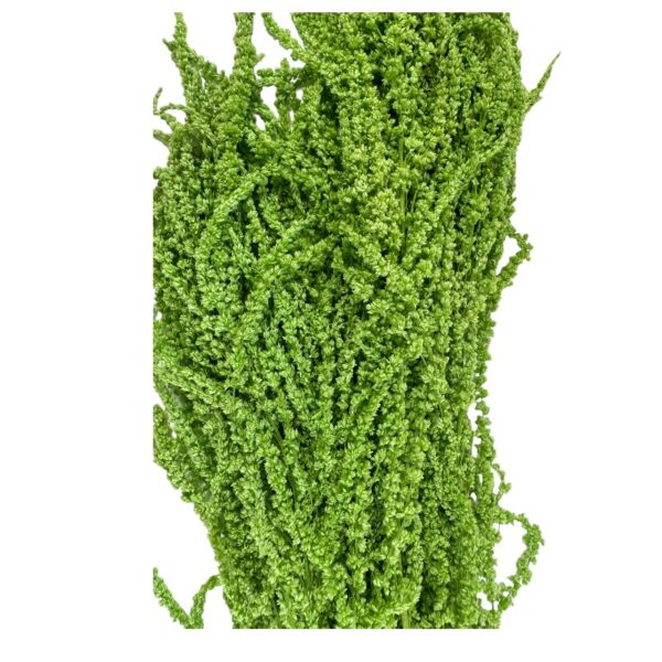 Preserved green Amaranthus