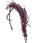 Preserved lilac Amaranthus - Image 2
