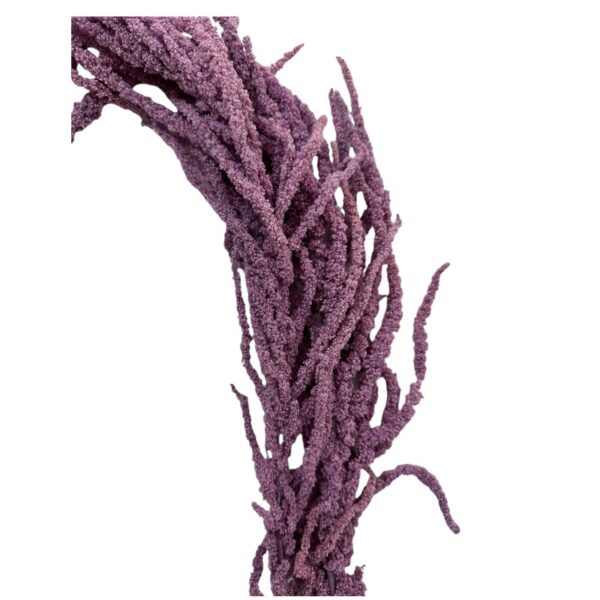 Preserved lilac Amaranthus