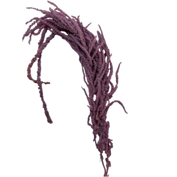 Preserved lilac Amaranthus - Image 2