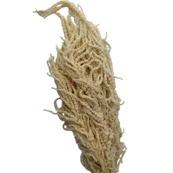 Preserved white Amaranthus