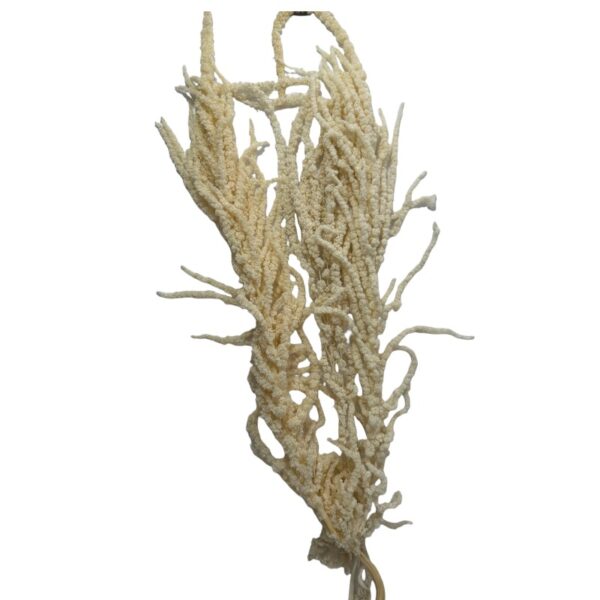 Preserved white Amaranthus - Image 2