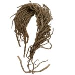 Preserved light brown Amaranthus - Image 2
