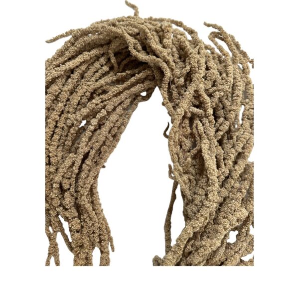 Preserved light brown Amaranthus