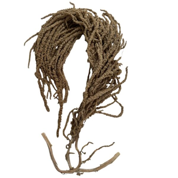 Preserved light brown Amaranthus - Image 2