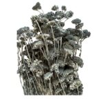 Preserved blue yarrow