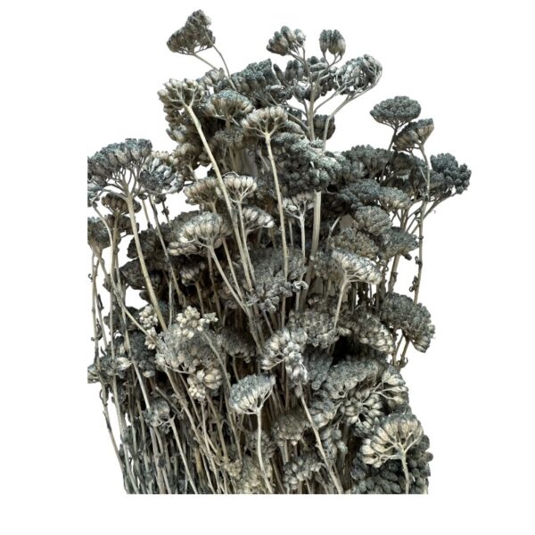 Preserved blue yarrow
