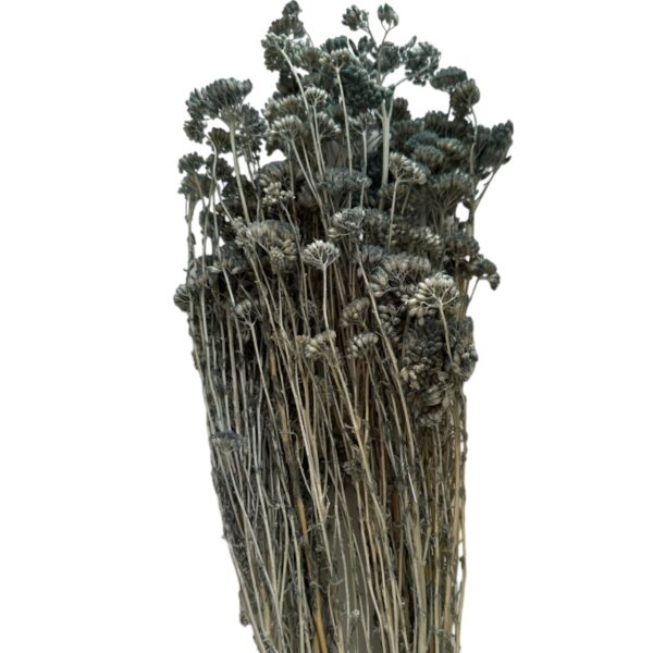 Preserved blue yarrow - Image 2