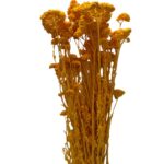 Preserved mustard color yarrow - Image 2