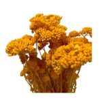Preserved mustard color yarrow