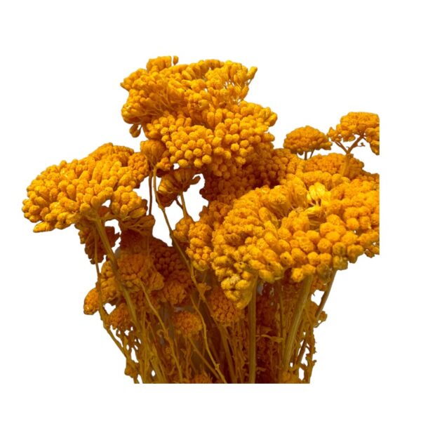 Preserved mustard color yarrow