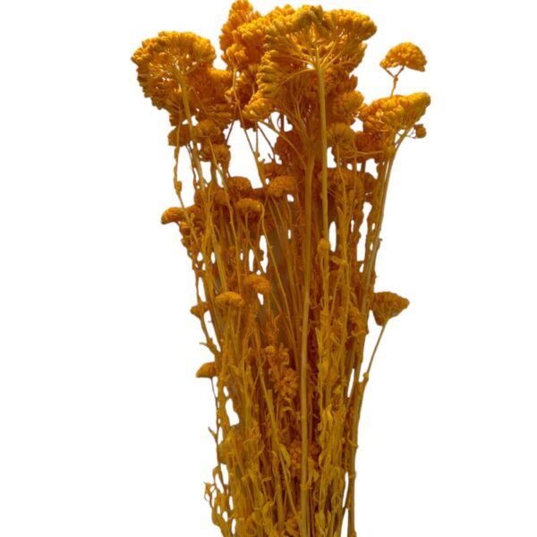 Preserved mustard color yarrow - Image 2