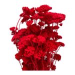 Preserved red yarrow