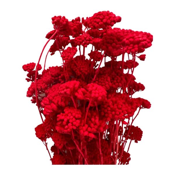 Preserved red yarrow