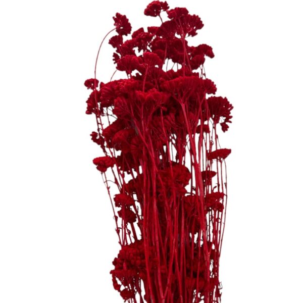 Preserved red yarrow - Image 2