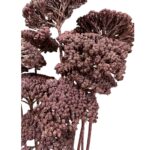 Dry mauve achillea