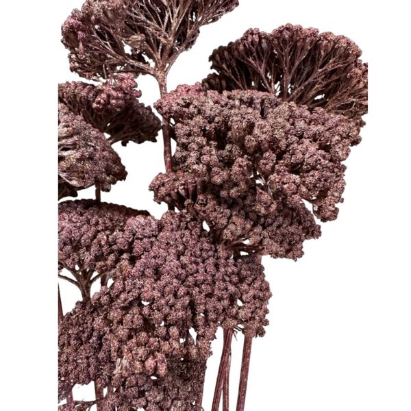 Dry mauve achillea