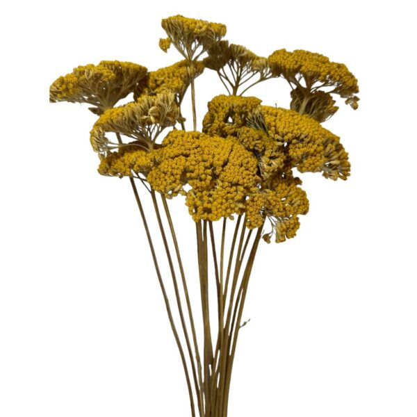 Dry yellow achillea - Image 2