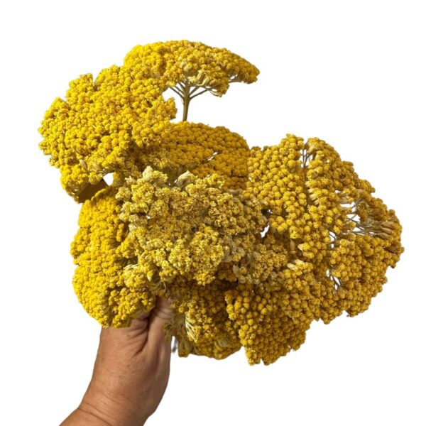 Dry yellow achillea