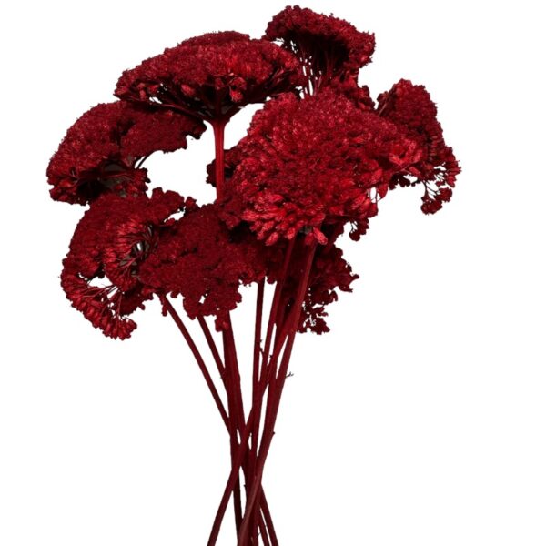 Dry red achillea