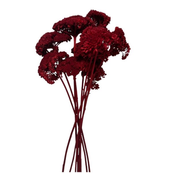 Dry red achillea - Image 2