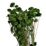 Preserved green yarrow