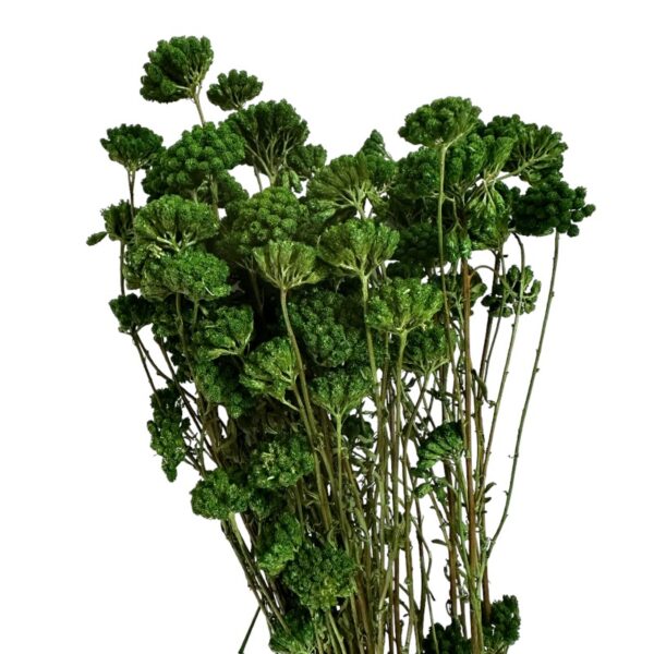 Preserved green yarrow