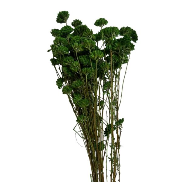Preserved green yarrow - Image 2