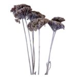 Dry mauve achillea - Image 2