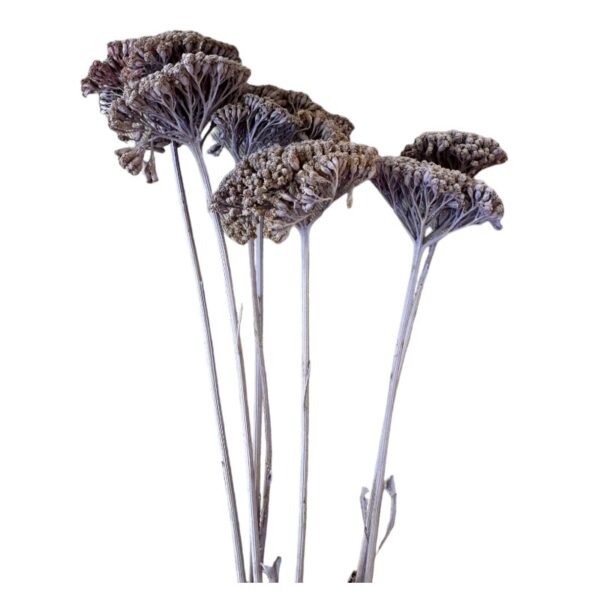 Dry lilac achillea - Image 2