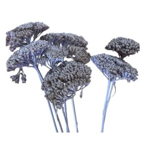 Dry lilac achillea