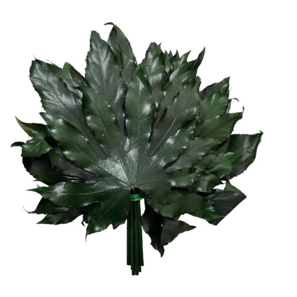Preserved green aralia leaves - Image 2