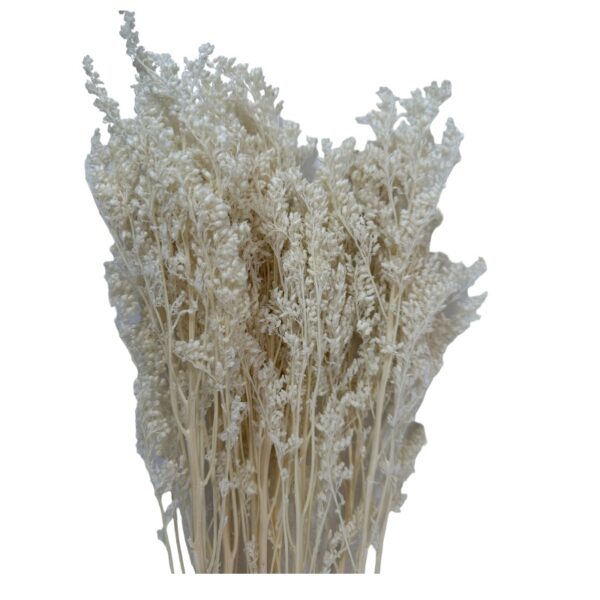 Preserved white Aster