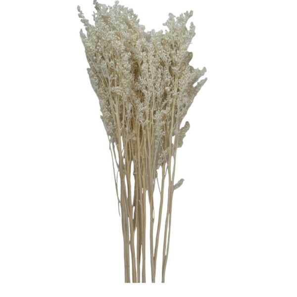 Preserved white Aster - Image 2