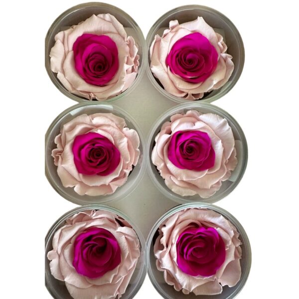Preserved roses BICOLOR - Image 2