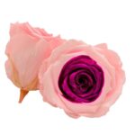 Preserved roses BICOLOR roseamor