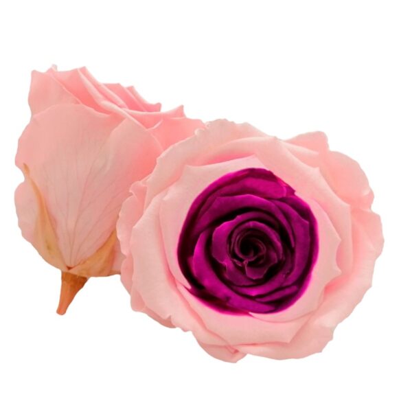 Preserved roses BICOLOR roseamor