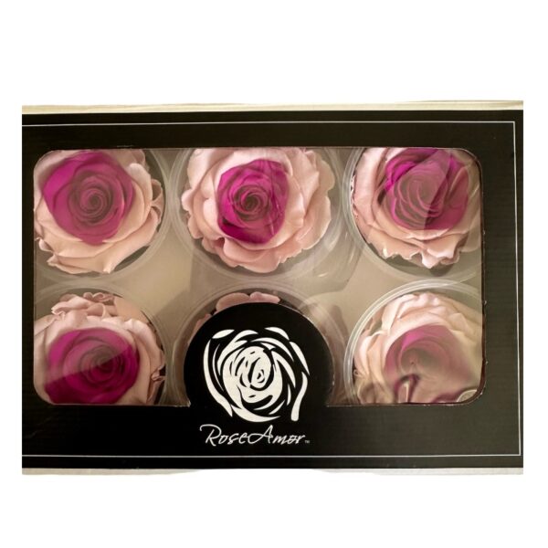 Preserved roses BICOLOR - Image 3
