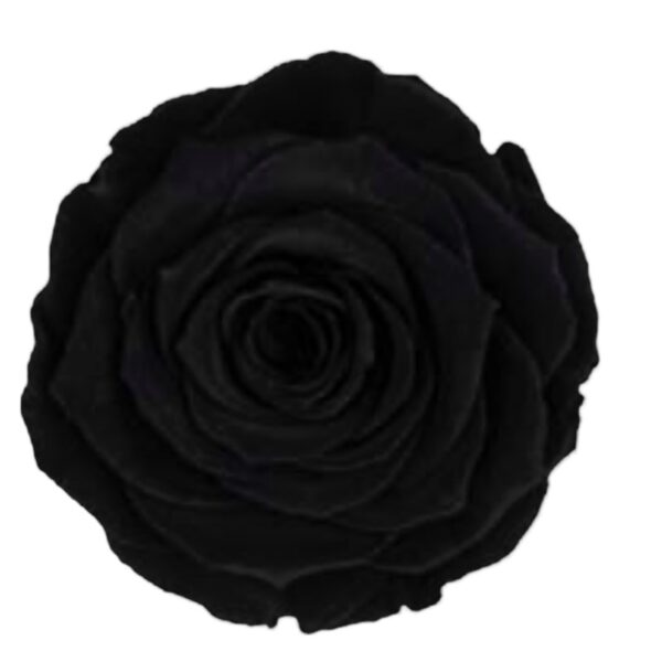 Preserved, box of 6 roses, LL+, black 01
