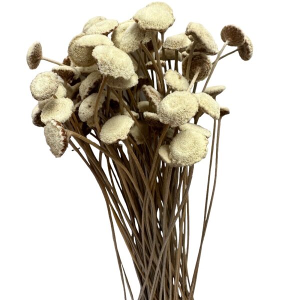 Dry white botao