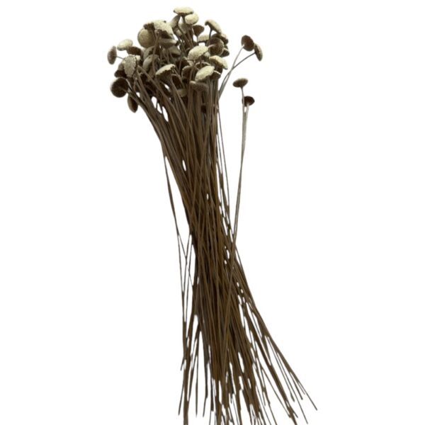Dry white botao - Image 2