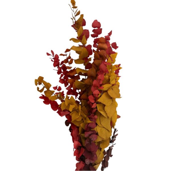 Autumn eucalyptus bright color - Image 3