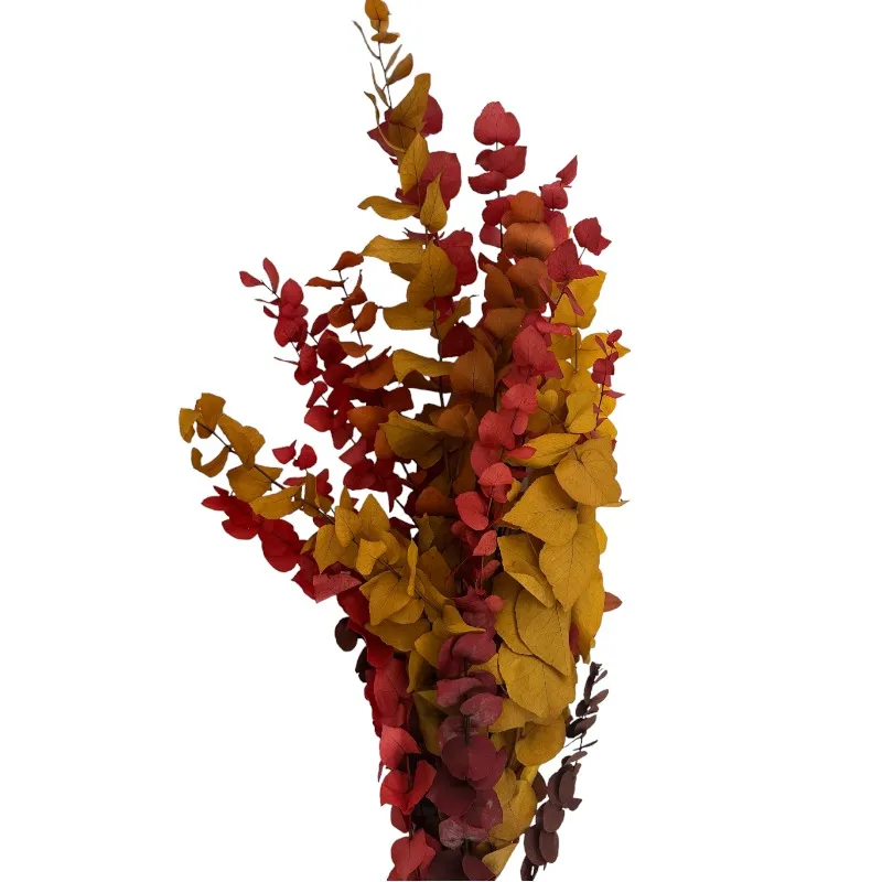 Autumn eucalyptus bright color - Image 3